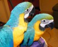 Blue and Gold Macaws